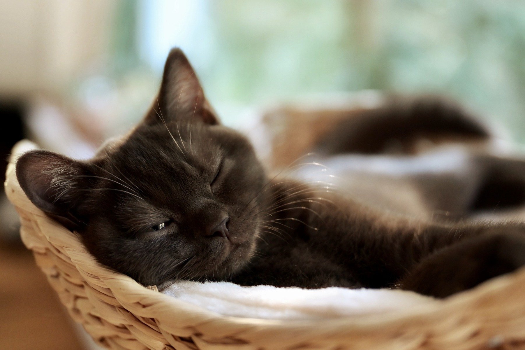 Chaton gris foncé, allongé dans un panier cligne d’un œil.