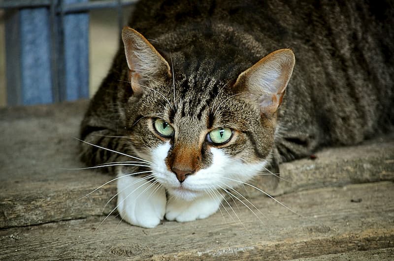 Mon chat perd ses griffes, dois-je m'inquiéter ? - Santé du chat