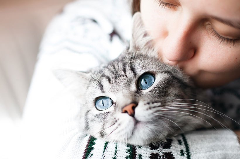 Gros plan d'une femme embrassant sur la joue son chat gris tigré aux yeux bleus