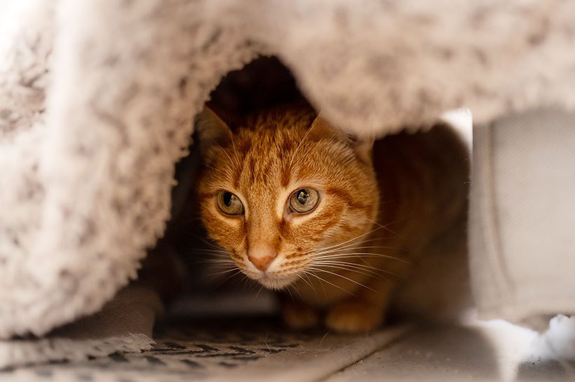 Un chat roux tabby se cache sous une couverture.