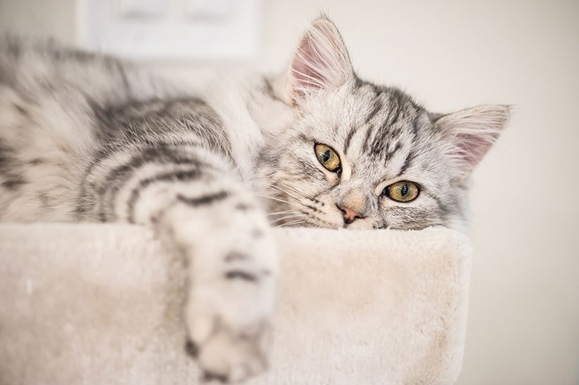 Un chat rayé blanc et gris clair regarde vers la caméra, le fond est blanc