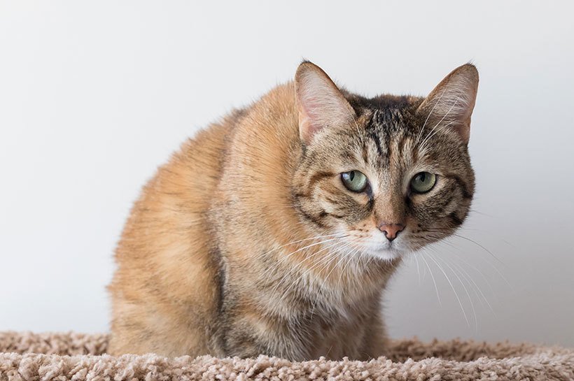 Un chat roux aux yeux verts est accroupi dans son panier, l'air triste