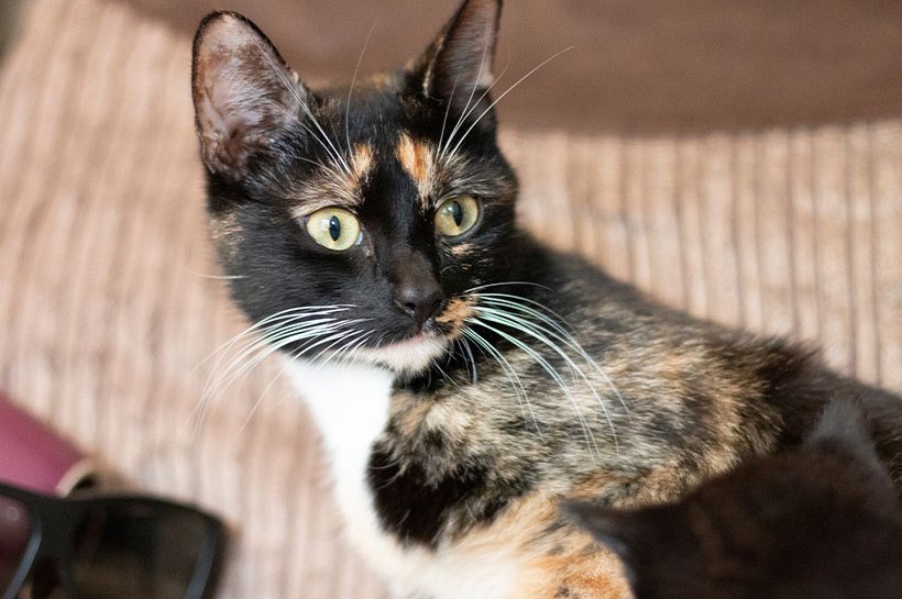 Gros plan sur un chat écaille de tortue dilué qui a l'air curieux. 