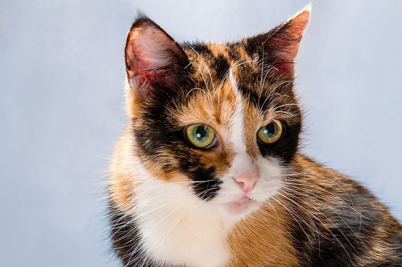 gros plan sur un chat écaille de tortue