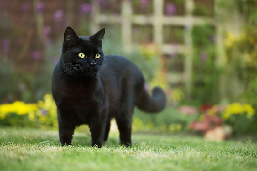 un chat à poil noir dans un pré, chat noir yeux verts 