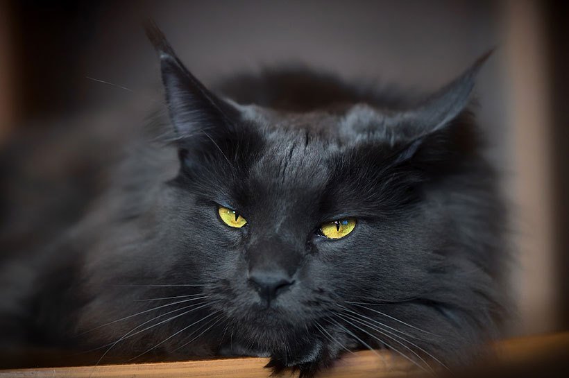 gros plan d'un chat noir poil long