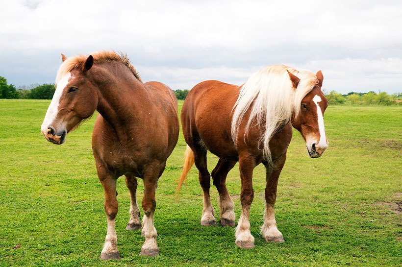 Deux magnifiques chevaux de trait au repos dans une prairie
