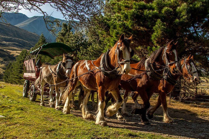 Des chevaux de trait en train de tracter une calèche