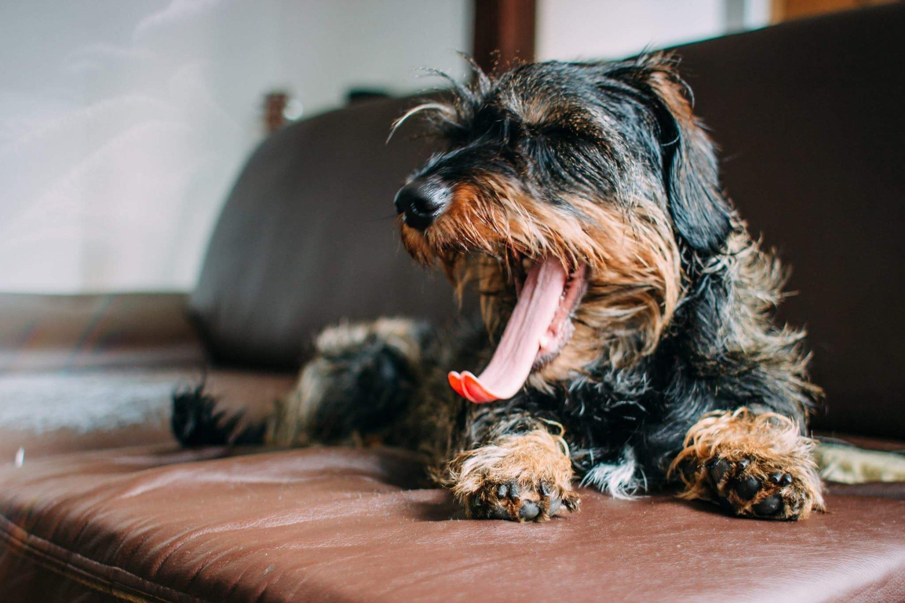 chien qui essaye de cracher