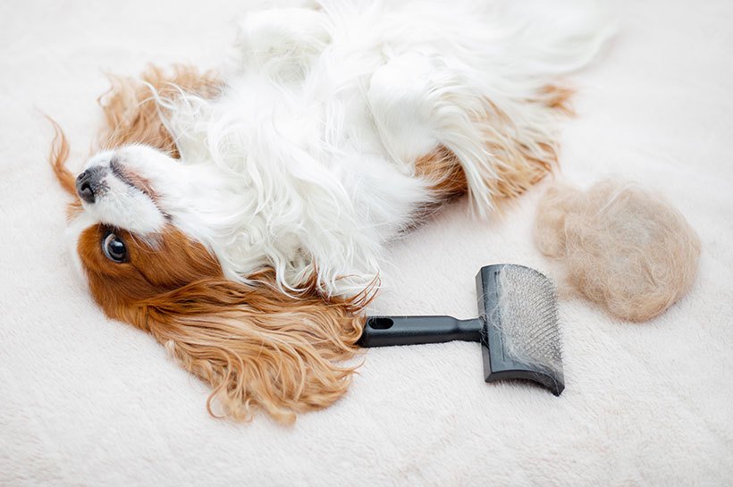 Petit chien couché sur le dos à côté d'une brosse