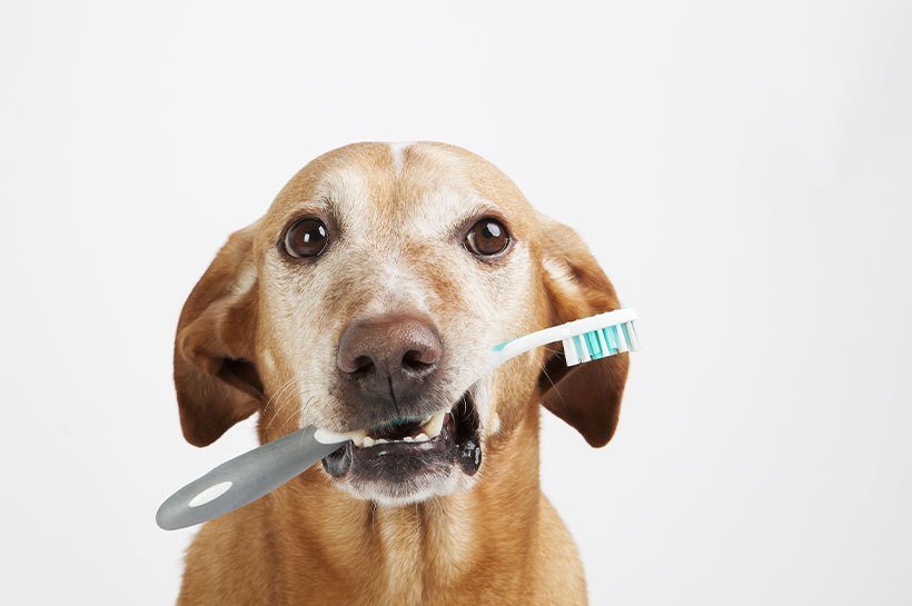 Un chien qui est en train de se faire laver la tête