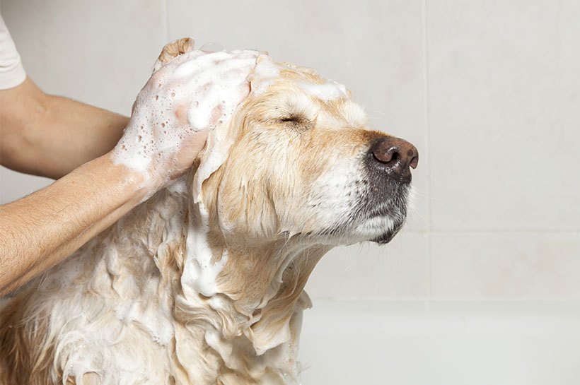 Gros plan sur un chien avec une brosse à dents dans la gueule