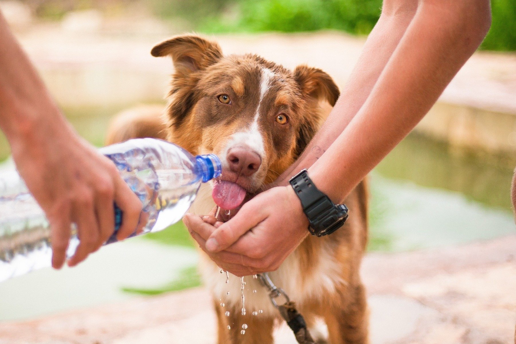 Chien buvant directement au goulot d’une bouteille en plastique tenue par une main humaine 