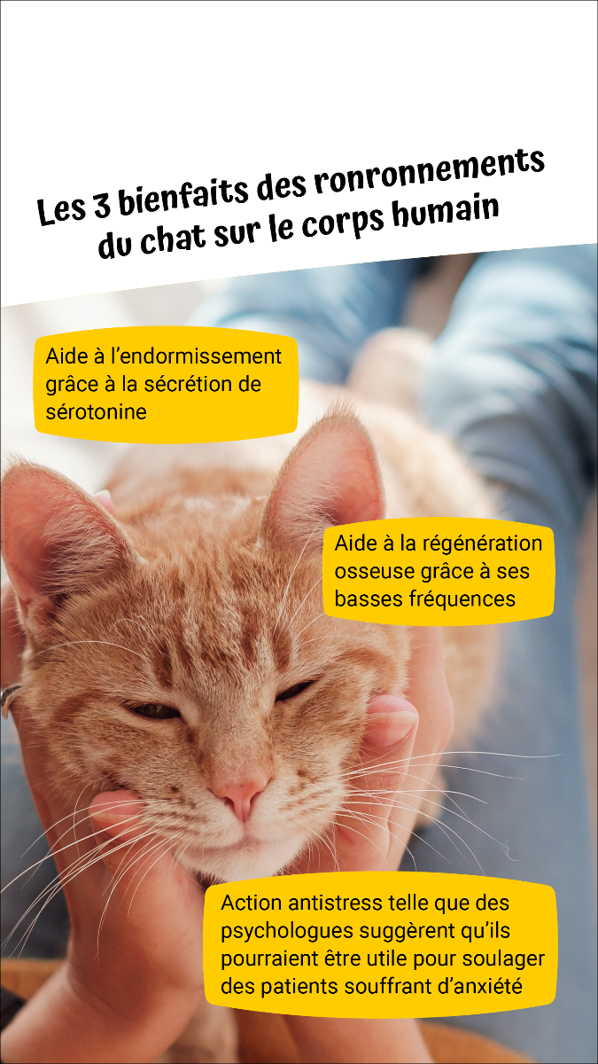 Pourquoi mon chat ronronne-t-il ?