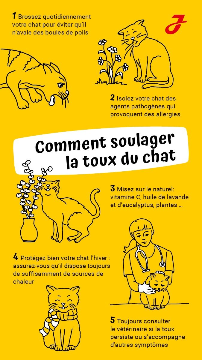 Toux Chez Le Chat Quelles Sont Les Causes Et Comment La Soigner