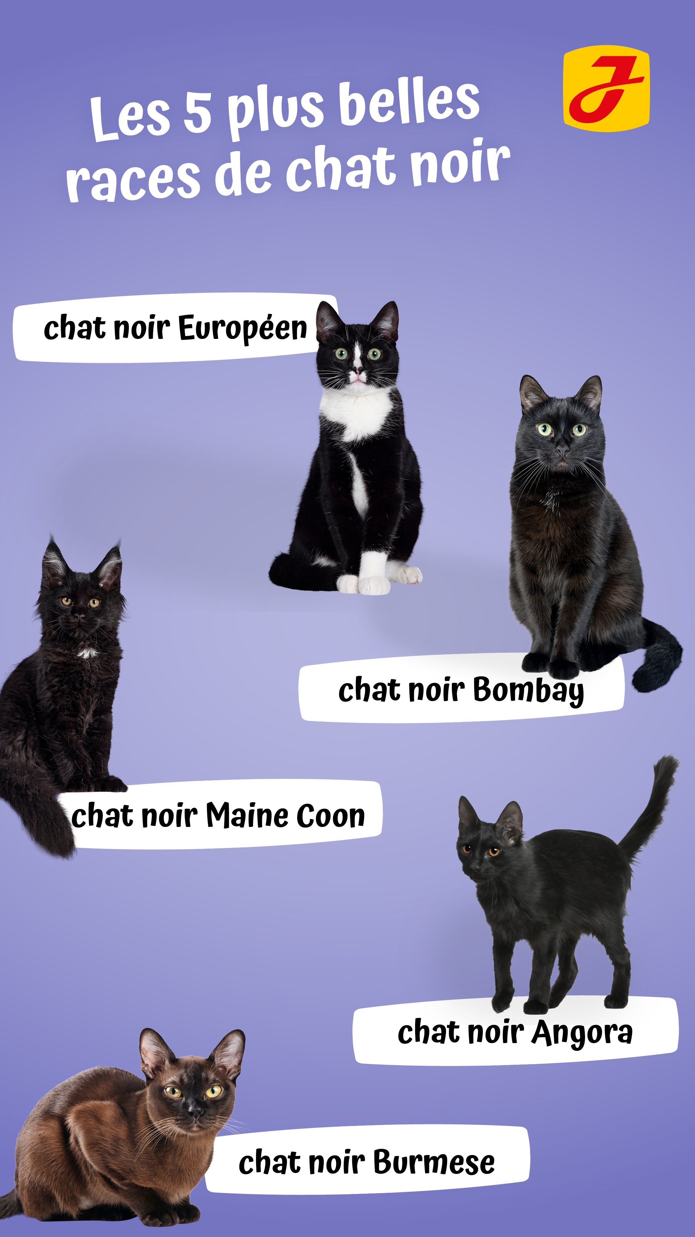 Chat Noir Et Blanc Signification