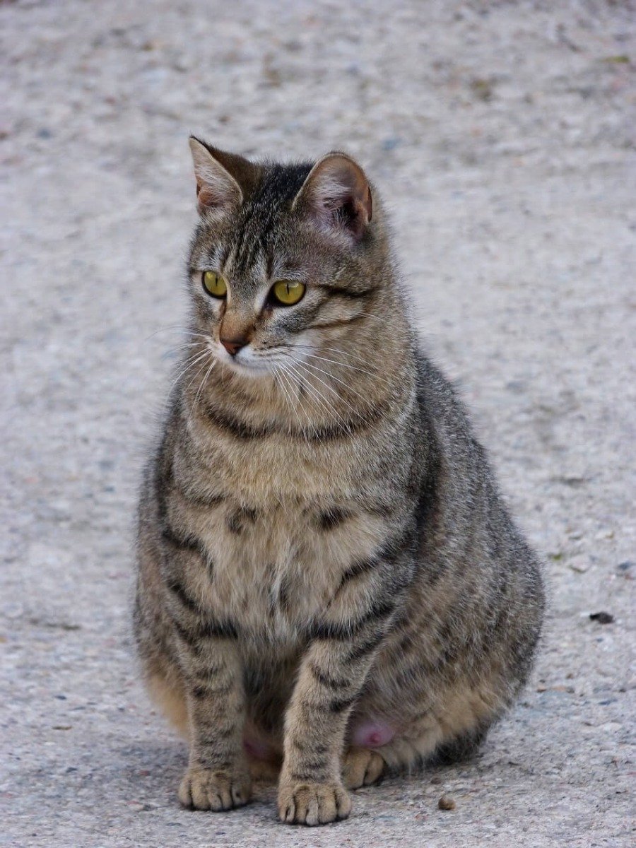 temps de gestation chat vue de face d'une chatte enceinte avec un gros ventre