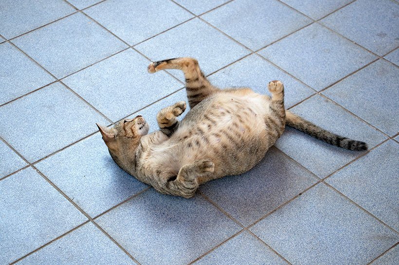 Une chatte enceinte est allongée sur le dos sur un sol carrelé. 