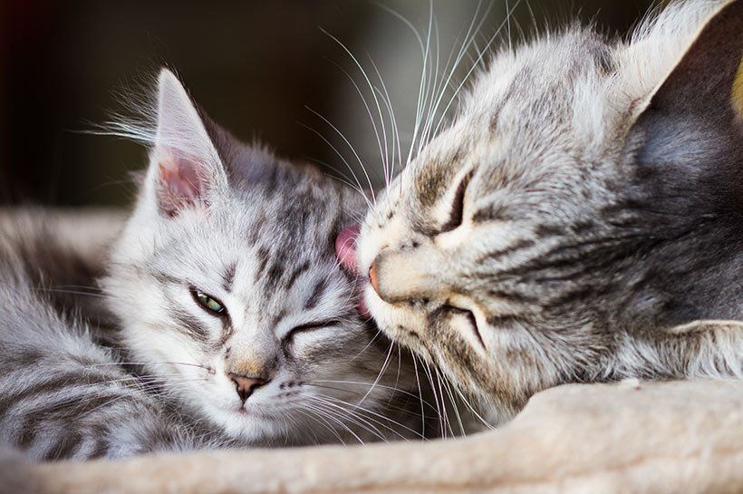 Une mère chatte lèche la tête de son chaton.