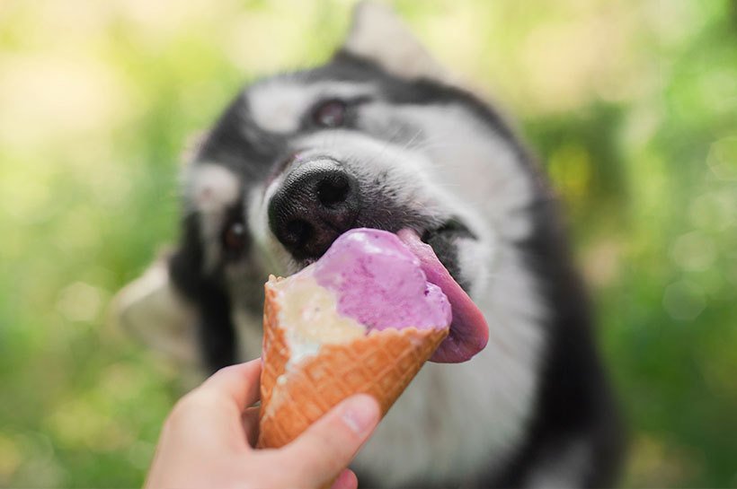 Husky qui lèche un cornet de glace