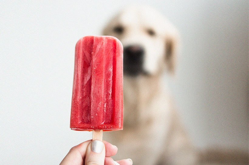 Labrador face à une glace pour chien