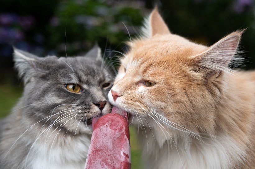 Deux chats, un chat au pelage gris et un chat au pelage roux, lèchent goulûment en même temps la même glace pour chat