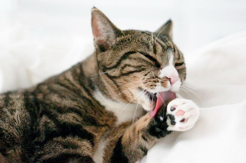 Un chat tigré se lèche la patte d'un air satisfait, l'arrière-plan est blanc. Chat glace 