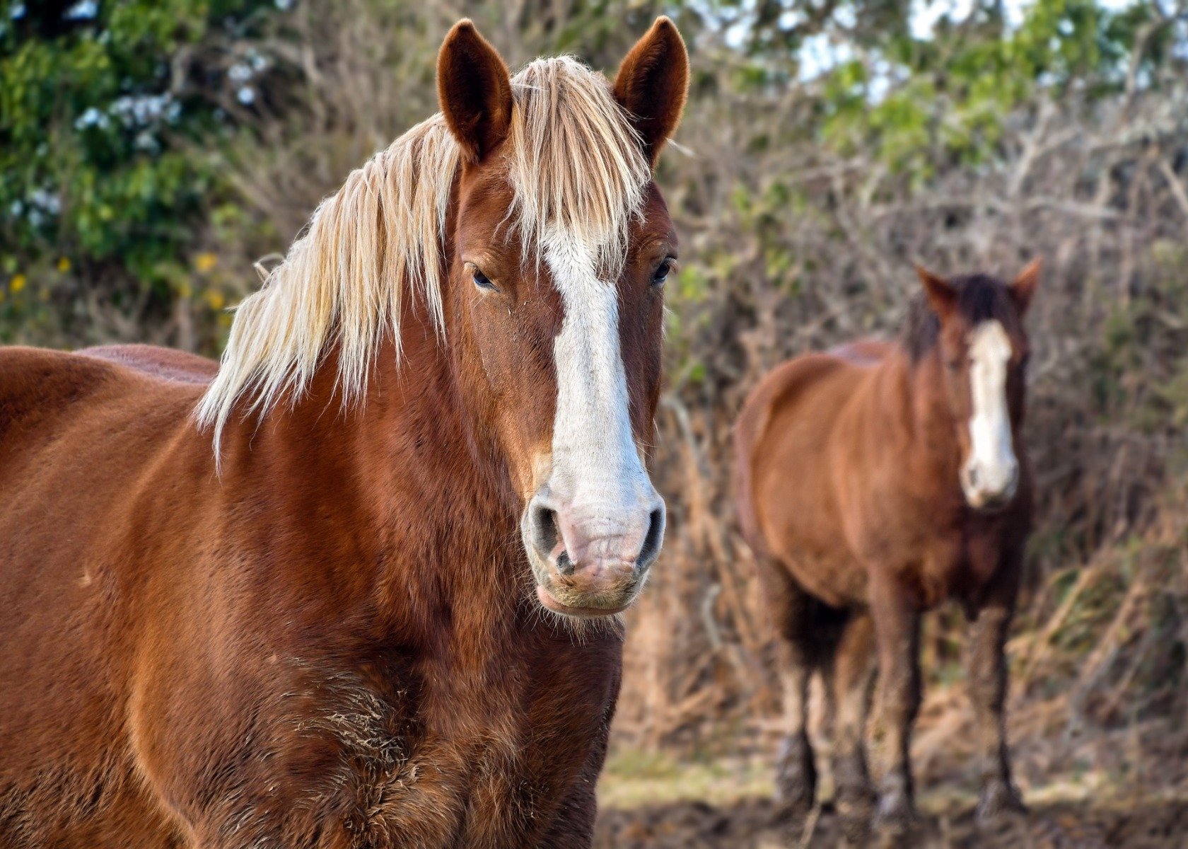 Cheval breton à la crinière blonde