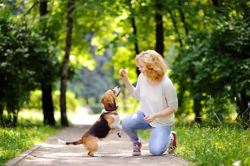 Chien qui attend avec impatience d'être récompensé par une friandise