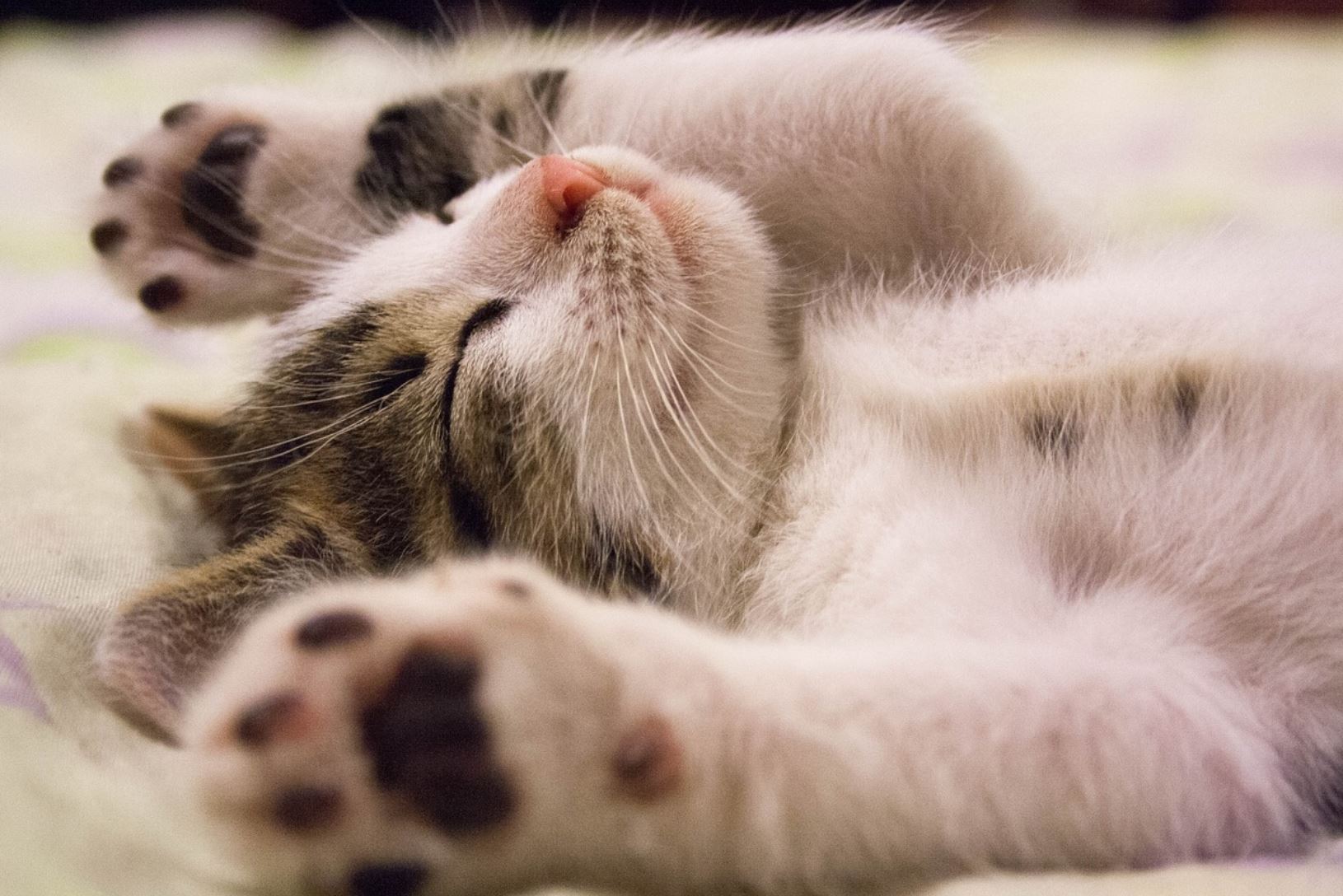 Un chat rayé heureux est allongé sur le dos et montre son ventre.