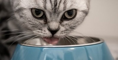 Alimentation chat : comment faire le meilleur choix ?