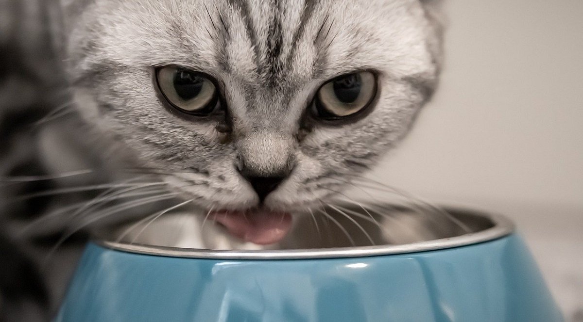 Nourrir son chat - Choisir l'alimentation de votre chat ?