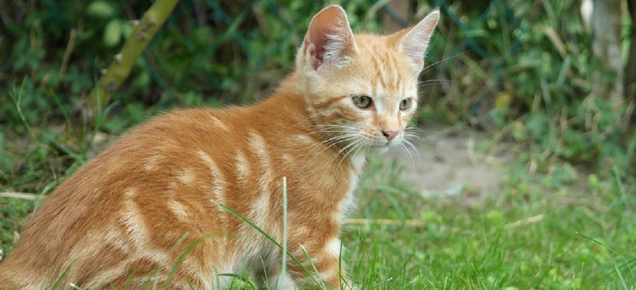 Boule de Poils chat