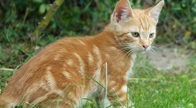 Boule de Poils chat