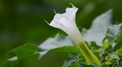 Le Datura : une plante hautement toxique pour les chevaux