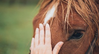 Température du cheval : quand et comment la prendre ? Causes possibles 