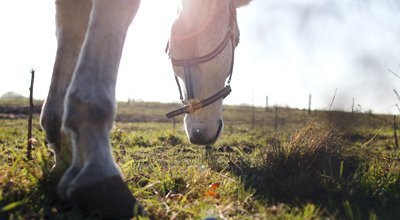 Vermifuger son cheval : quand, comment, quel vermifuge à quelle saison ? 