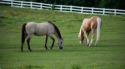 Assurer un cheval : tout savoir sur l’assurance mortalité, vol, frais vétérinaires…  