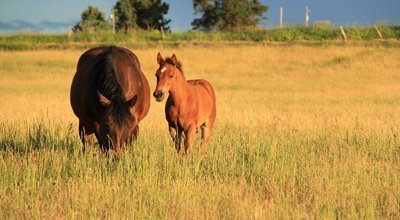 Saillie de sa jument ou insémination ? Tout sur la reproduction du cheval 