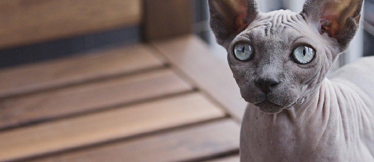 Chat Sans Poil Sphynx Donskoy Peterbald Josera