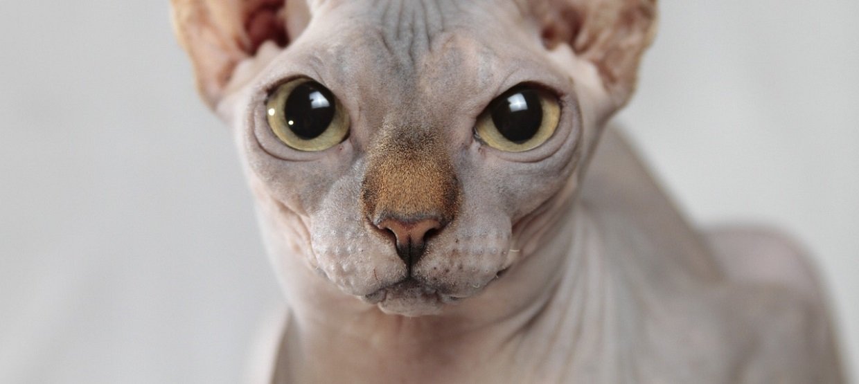 Chat Sphynx Origines Prix Caractere Josera