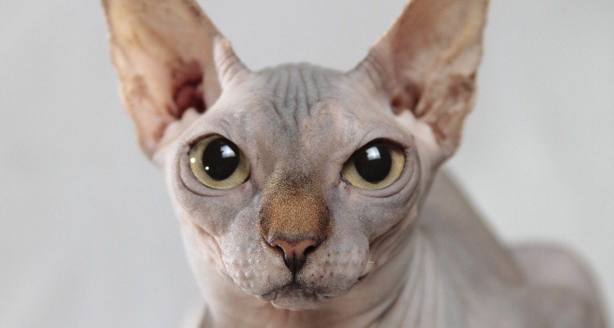 Chat Sphynx Origines Prix Caractere Josera