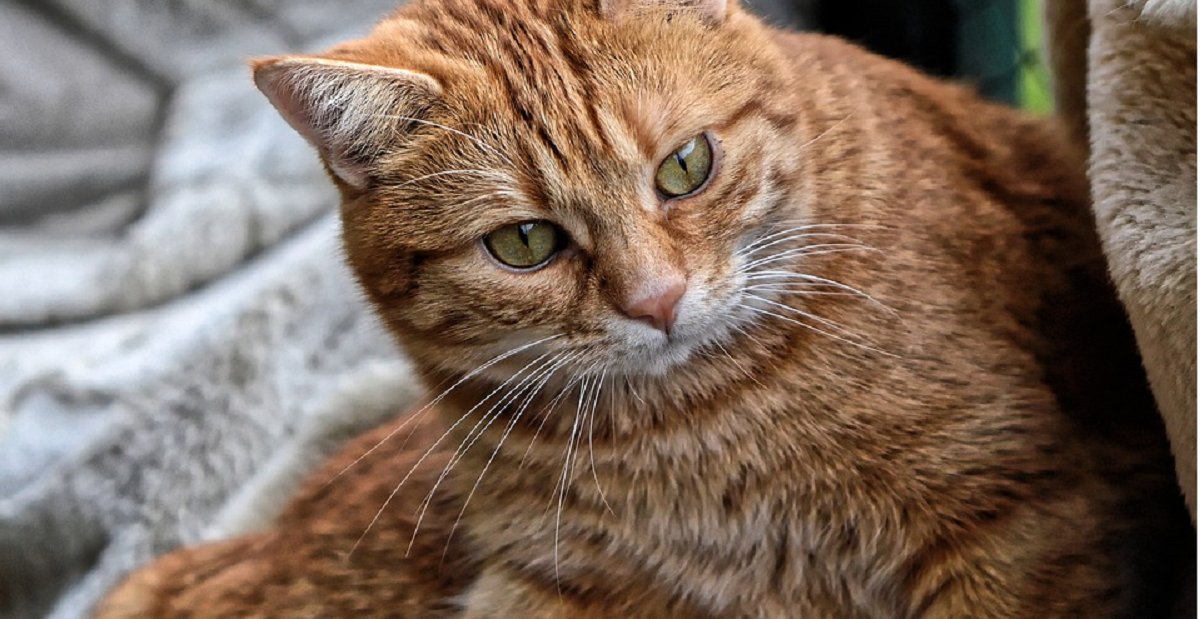 Chat Qui Vomit Que Faire Chat Qui Vomit Que Faire