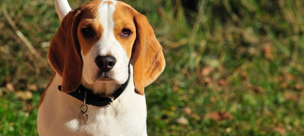 Chien Beagle 