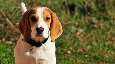 Chien Beagle 