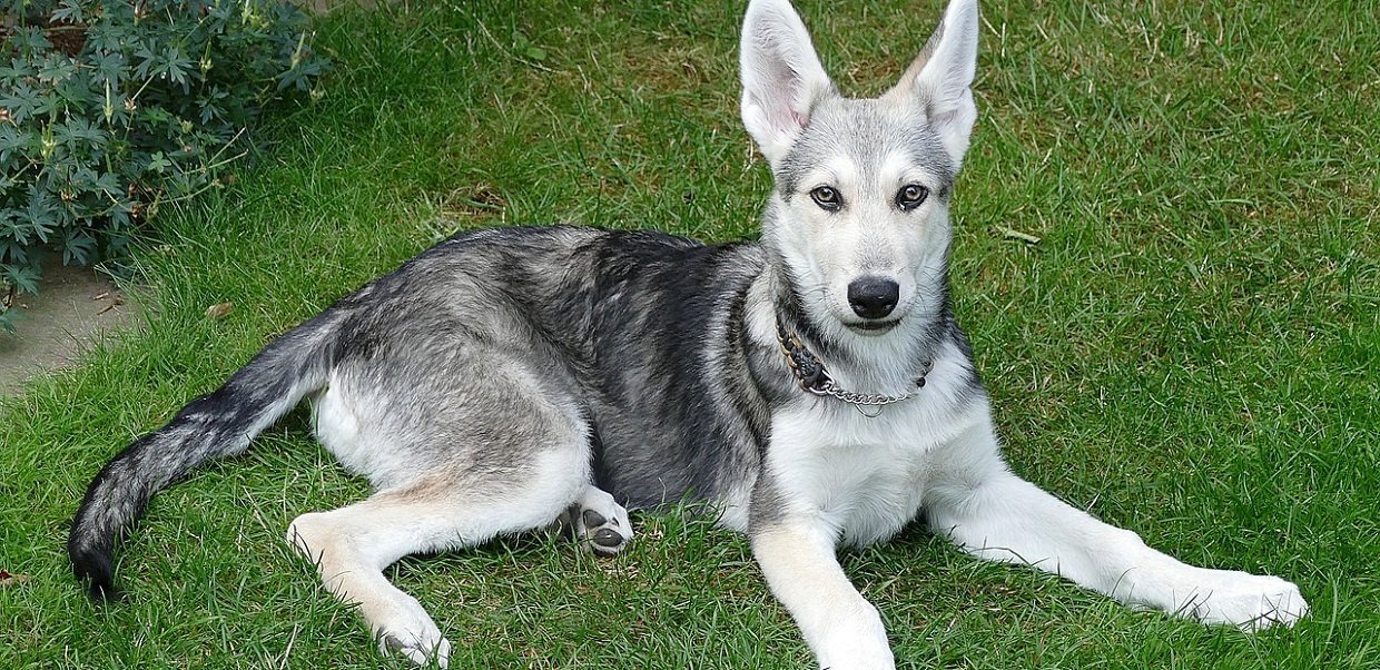 Le chien-loup de Saarloos