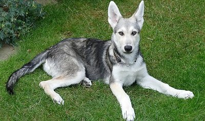 Le chien-loup de Saarloos