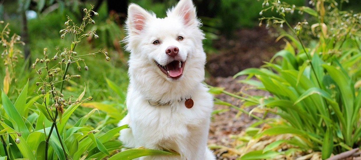 Chien finnois de Laponie