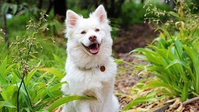 Chien finnois de Laponie