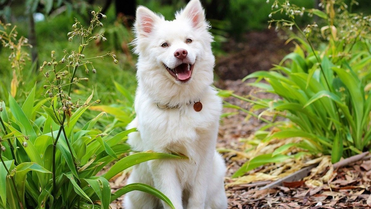 Chien finnois de Laponie caractère, dressage et alimentation